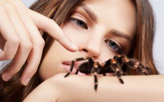 Wovon träumen Sie und wie interpretieren Sie Spider laut Traumbuch?
