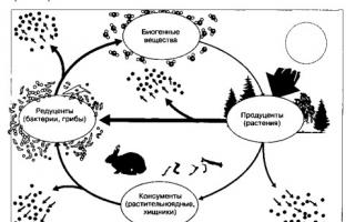 Struktura in organizacija ekosistema