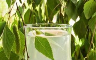 Beneficial and medicinal properties of birch sap for the body, contraindications