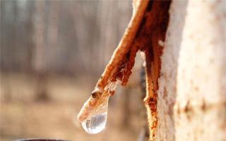 Recipes for preserving birch sap at home