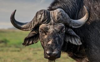 Rezanje vratu skromnega rdečega bika v sanjah