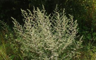 The magical properties of wormwood