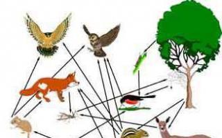 Pangkalahatang istruktura ng mga ekosistema