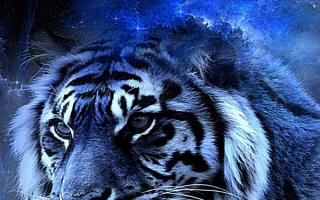 Tigre: descripción y características.