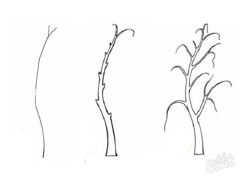 رسم البتولا في فصل الشتاء على مراحل البتولا الخريف الغواش على