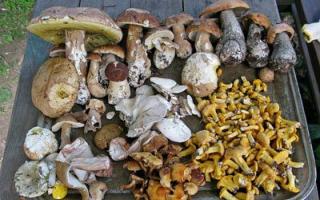 What poisonous mushrooms are hiding in Russian forests