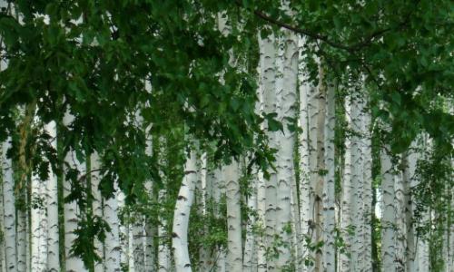 Ljekovita svojstva kore breze (kora breze)