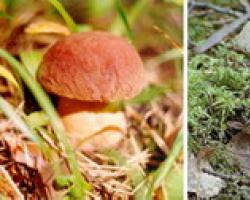 Jestive i otrovne gljive