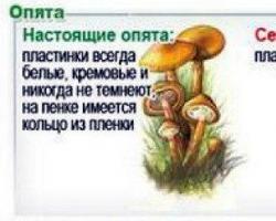 What are the types of honey mushrooms and where do they grow