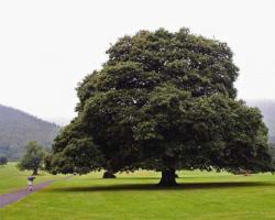 참나무와 자작 나무는 몇 년을 살고 있습니까?