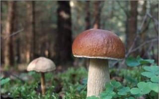 Ciekawe fakty na temat grzybów